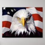 Papel de poster del valor de Eagle (mate)
