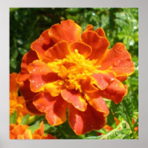 Para el amor de flores posters