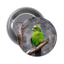 Parakeet Amarillo-coronado Pin