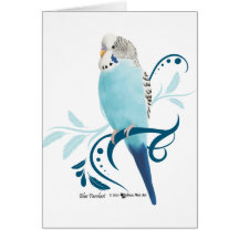 Parakeet azul tarjeton