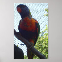 parakeet impresiones