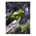 Parakeet Rojo-Coronado Tarjeta Postal