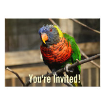 Parakeet tropical de Lorikeet de la invitación del