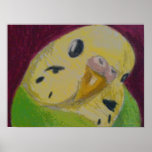 Parakeet verde impresiones