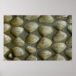 pared de Mar-SHELL Posters