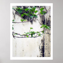 Pared vieja; Nueva vida: Zen de la naturaleza/impr Impresiones