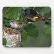 Pares de americano Redstarts con la jerarquía Alfombrilla De Ratón