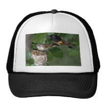 Pares de americano Redstarts con la jerarquía Gorros Bordados