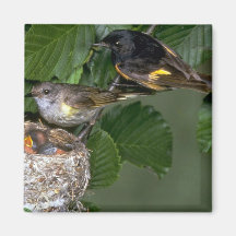 Pares de americano Redstarts con la jerarquía Iman De Nevera