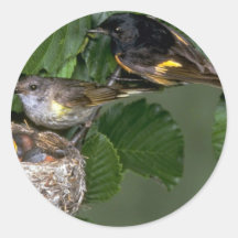 Pares de americano Redstarts con la jerarquía Etiquetas Redondas