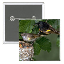 Pares de americano Redstarts con la jerarquía Pin