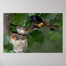 Pares de americano Redstarts con la jerarquía Posters