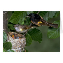 Pares de americano Redstarts con la jerarquía Felicitacion