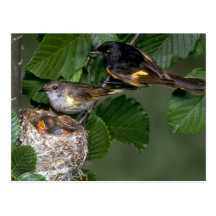 Pares de americano Redstarts con la jerarquía Tarjeta Postal