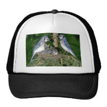 Pares de arrendajos azules con los jóvenes gorra