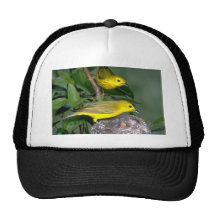 Pares de currucas amarillas con los jóvenes gorros bordados