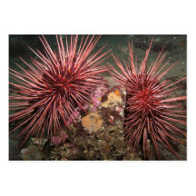 Pares de erizos de mar rojos gigantes - tarjeta de