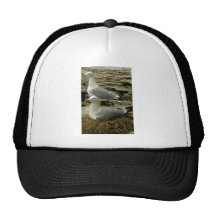 Pares de gaviotas de arenques con la jerarquía gorras