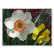 Pares de impresión de la foto de los narcisos