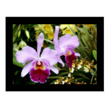Pares de orquídeas tarjetas postales