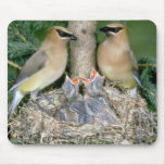 Pares de Waxwings de cedro con los jóvenes Alfombrillas De Ratones
