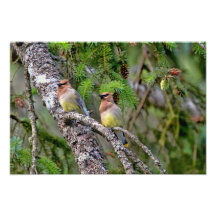Pares de Waxwings de cedro Fotografía
