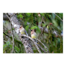 Pares de Waxwings de cedro Impresiones Fotográficas