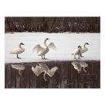 Pares del cisne de trompetista fotografias