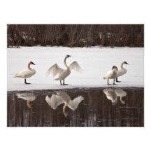 Pares del cisne de trompetista fotografias