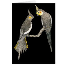 Pares del Cockatiel - hollandicus del Nymphicus en Felicitaciones