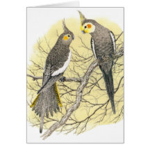 Pares del Cockatiel - hollandicus del Nymphicus Tarjeta
