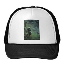Pares del frailecillo copetudo gorras de camionero