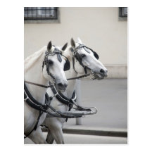 Pares del gris de Windsor Tarjetas Postales