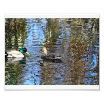 Pares del pato silvestre # 2 arte fotografico