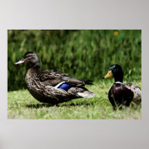 Pares del pato silvestre # 3 impresiones