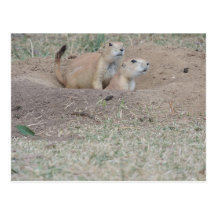 Pares del perro de las praderas postal