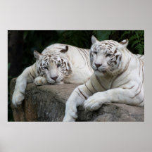 Pares del tigre impresiones