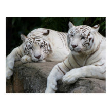 Pares del tigre tarjetas postales