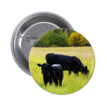 Pares negros de Angus en campo Pin