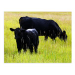 Pares negros de Angus en campo Postal