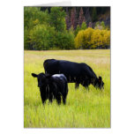 Pares negros de Angus en campo Tarjeta