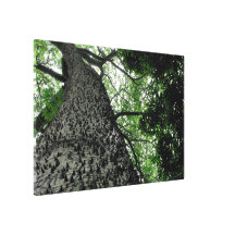 Parque botánico de Funchal del árbol de Kapok @, l Impresiones En Lona