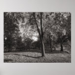 Parque Cardiff del Bute del paisaje del otoño Poster