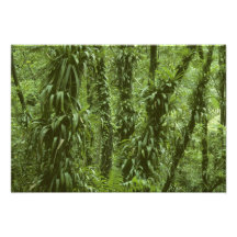 Parque nacional de Costa Rica, Arenal, selva tropi Impresion Fotografica