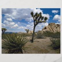 Parque nacional de la yuca, California, los E.E.U. Flyer Personalizado