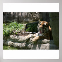 Parque-Tigre Posters