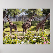 Parque zoológico de Indy Poster