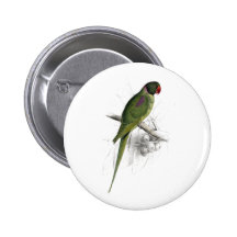 Parrakeet encapuchado de Edward Lear Pins