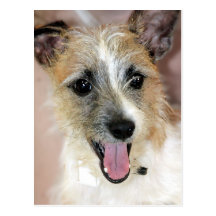 Párroco Russell Terrier/postales de la mezcla de Y