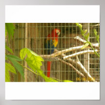 Parrott Poster